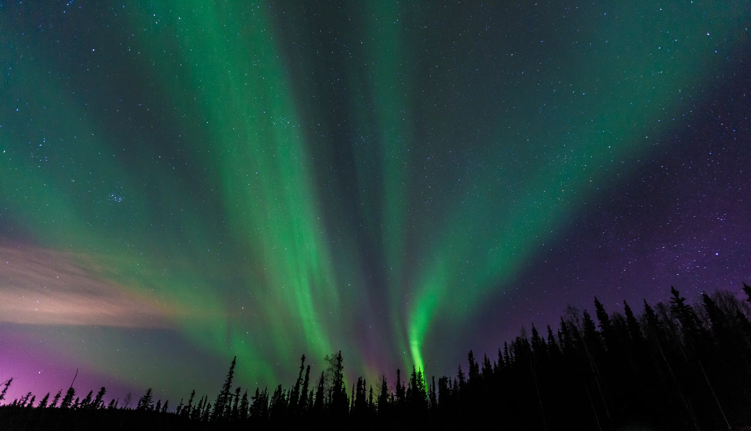Northern lights over Alaska forest